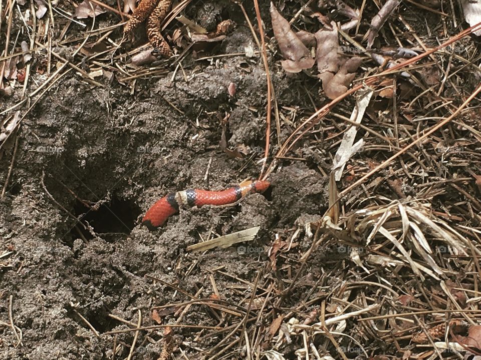 You never know what you'll find on nature walks! 