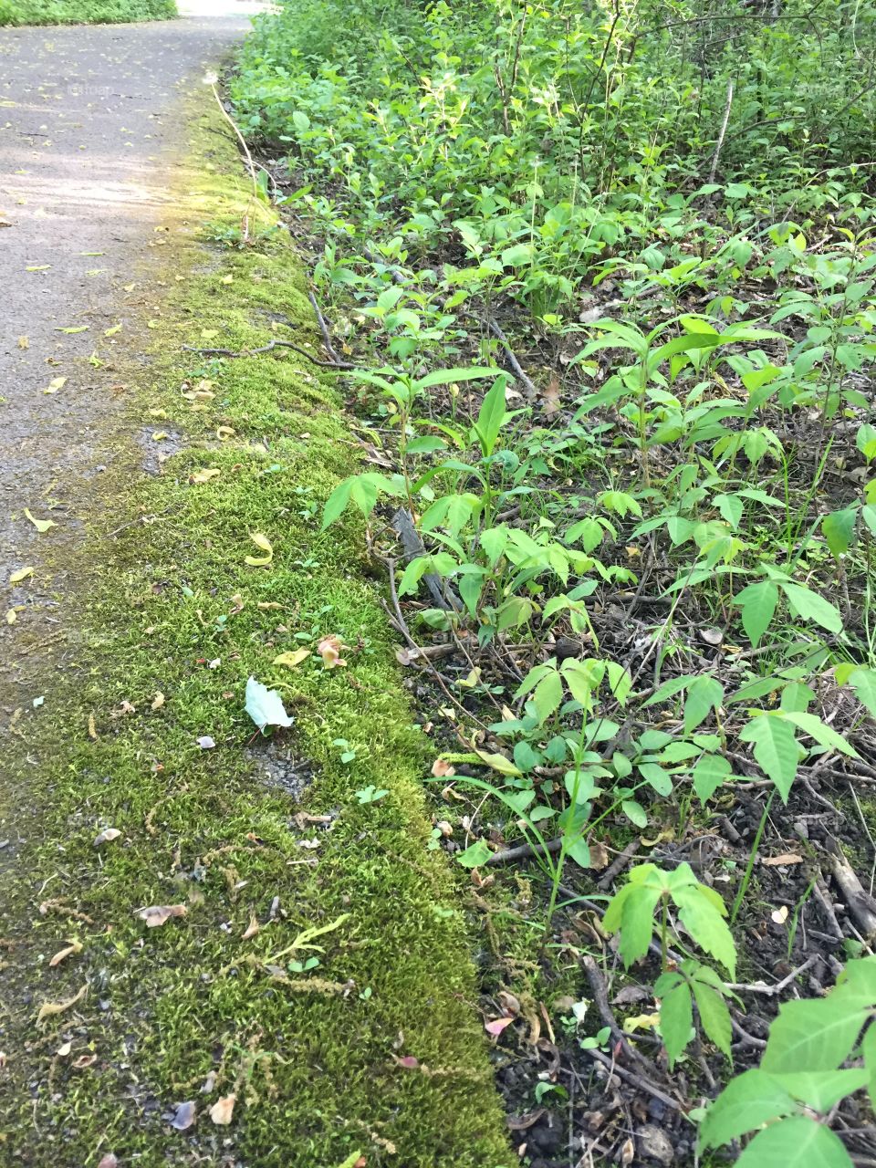 Green color story
Mossy path 
Meridian Park 