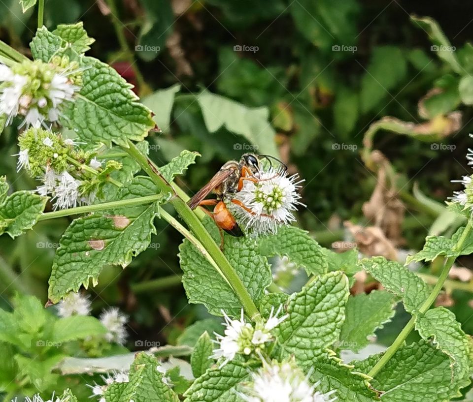 Grey Golden Digger was pollinating flowering mint