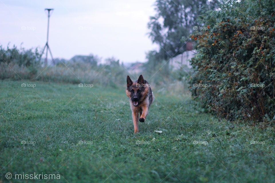 dog. собака