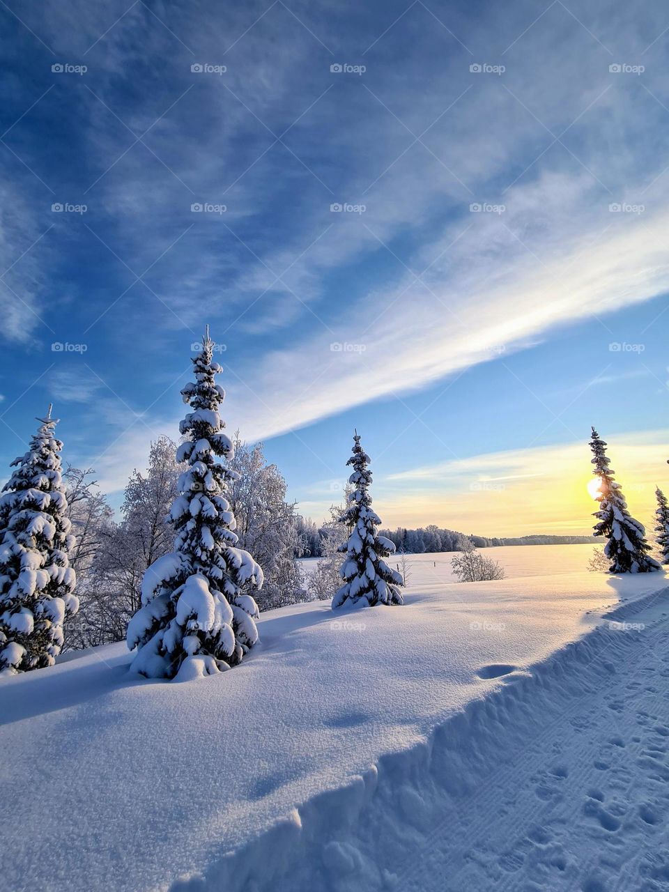 Stunning winter landscape view with clear blue sky and white clouds, low sun sunset on the horizon and snowy spruces on the wide snow area