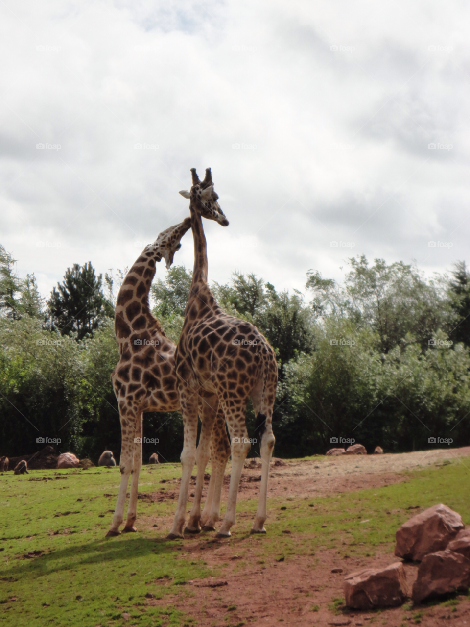 love zoo giraffe unedited by aland134