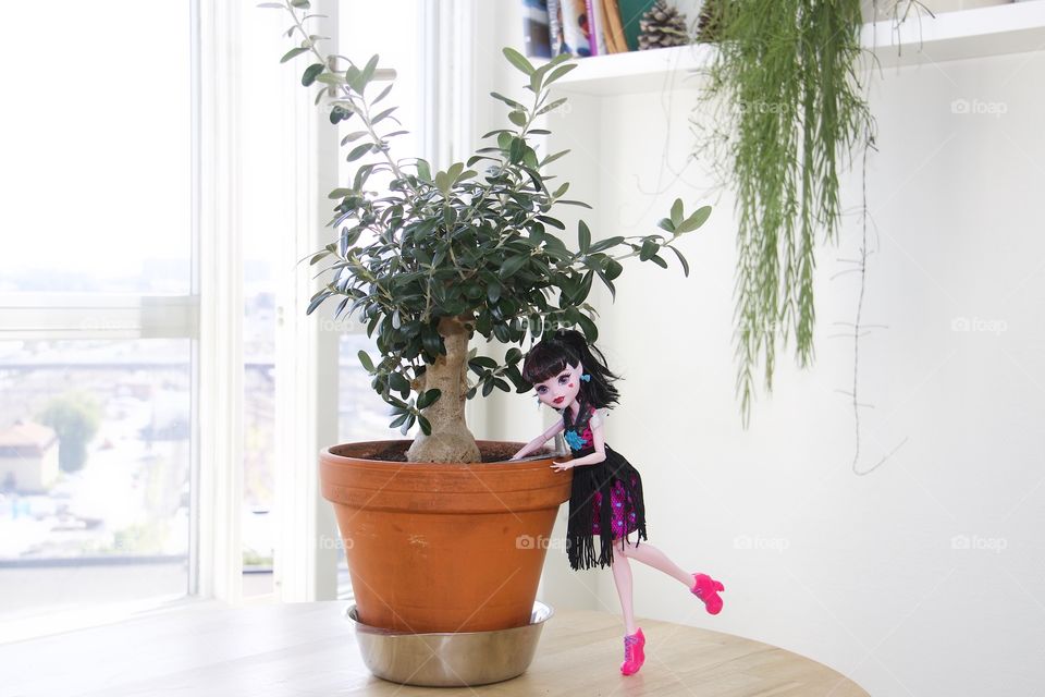 Pot, Flora, Houseplant, Vase, House