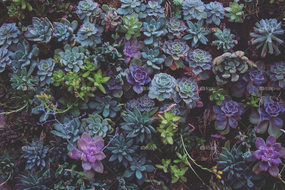 Succulent wall