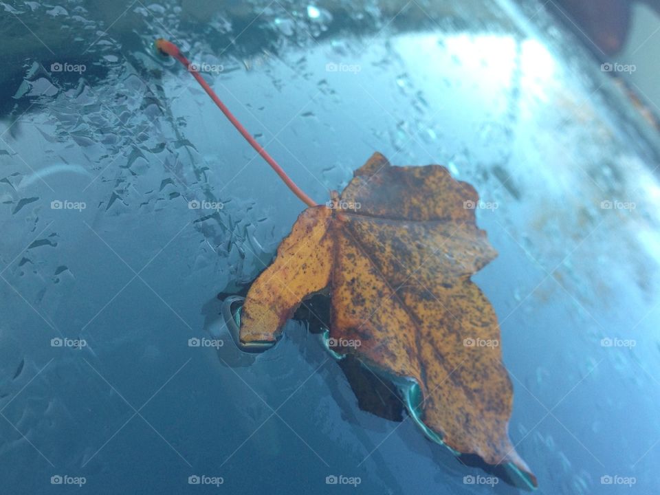 A brown leaf on the windshield of a car in the rain