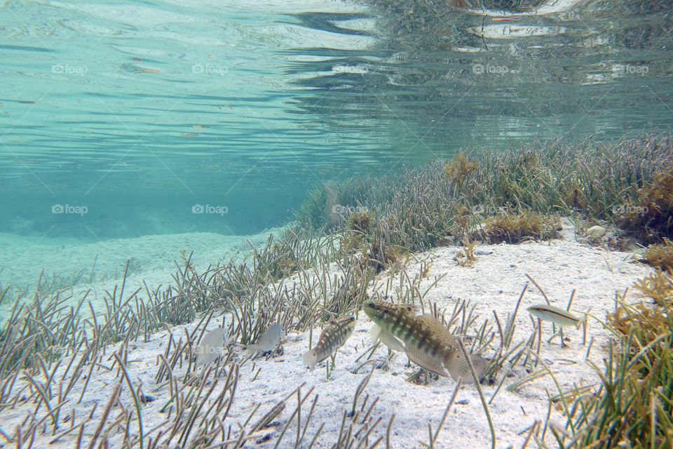 Under Mauritian waters