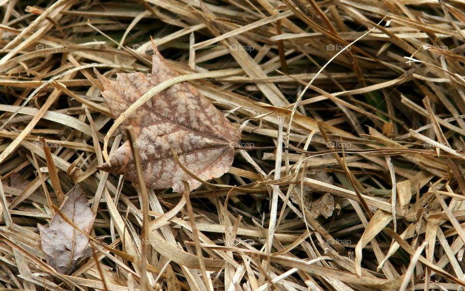 dried grass and leVes maki g a brown carpet.