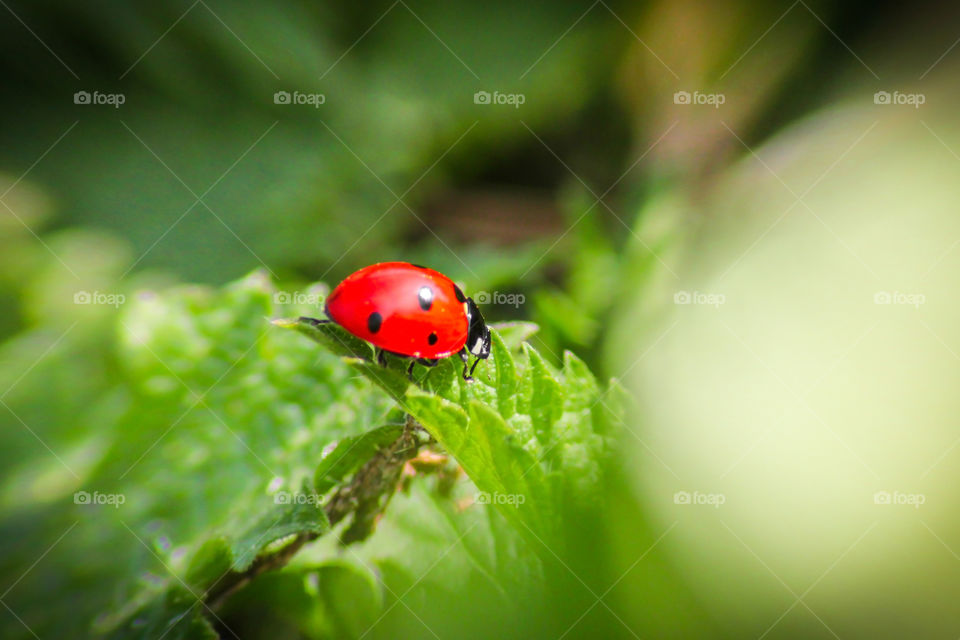 Beautiful ladybug sits on the leaf
