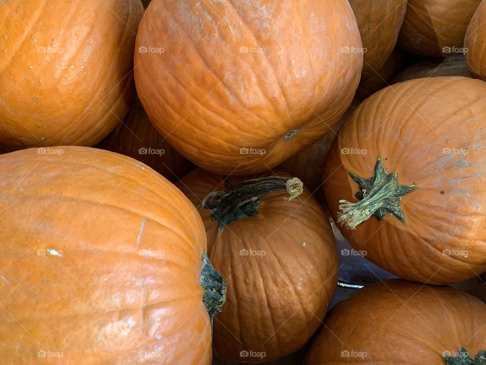 Big pumpkins, orange, inside the big box, outside the store. Fall color, natural. 