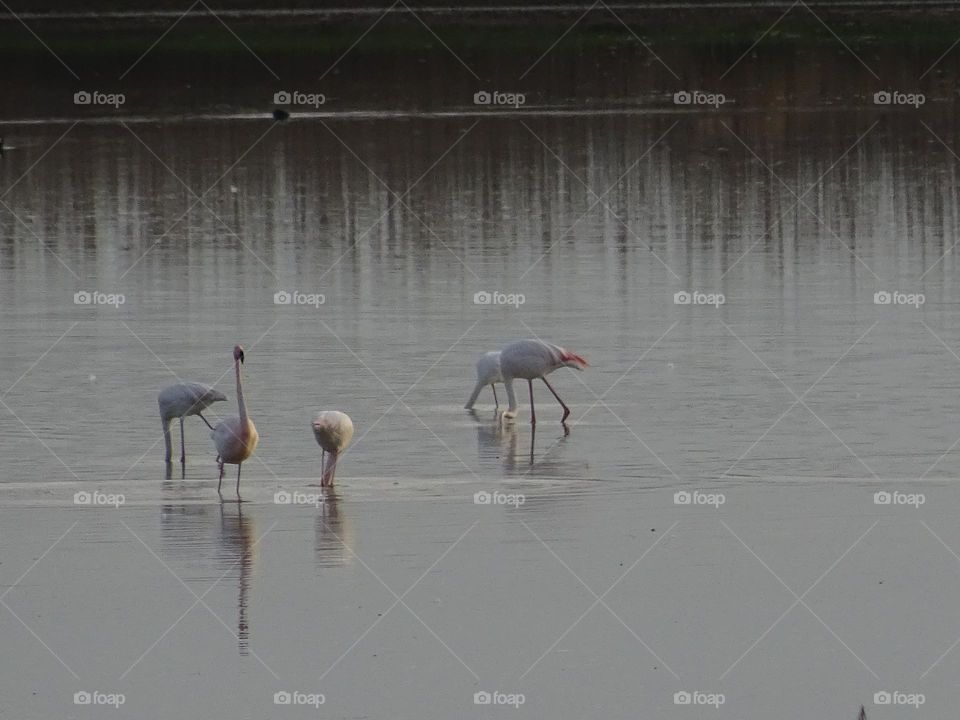 flamingos