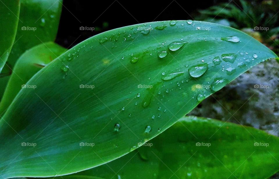 A beautiful capture of the rain drops resting on a lovely green leaf. Just after a sun shower.