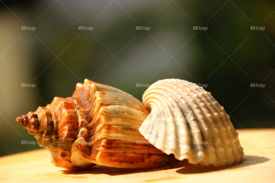 Shells background, shell wallpaper