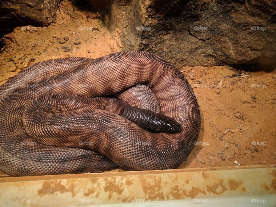 snake at the Houston zoo