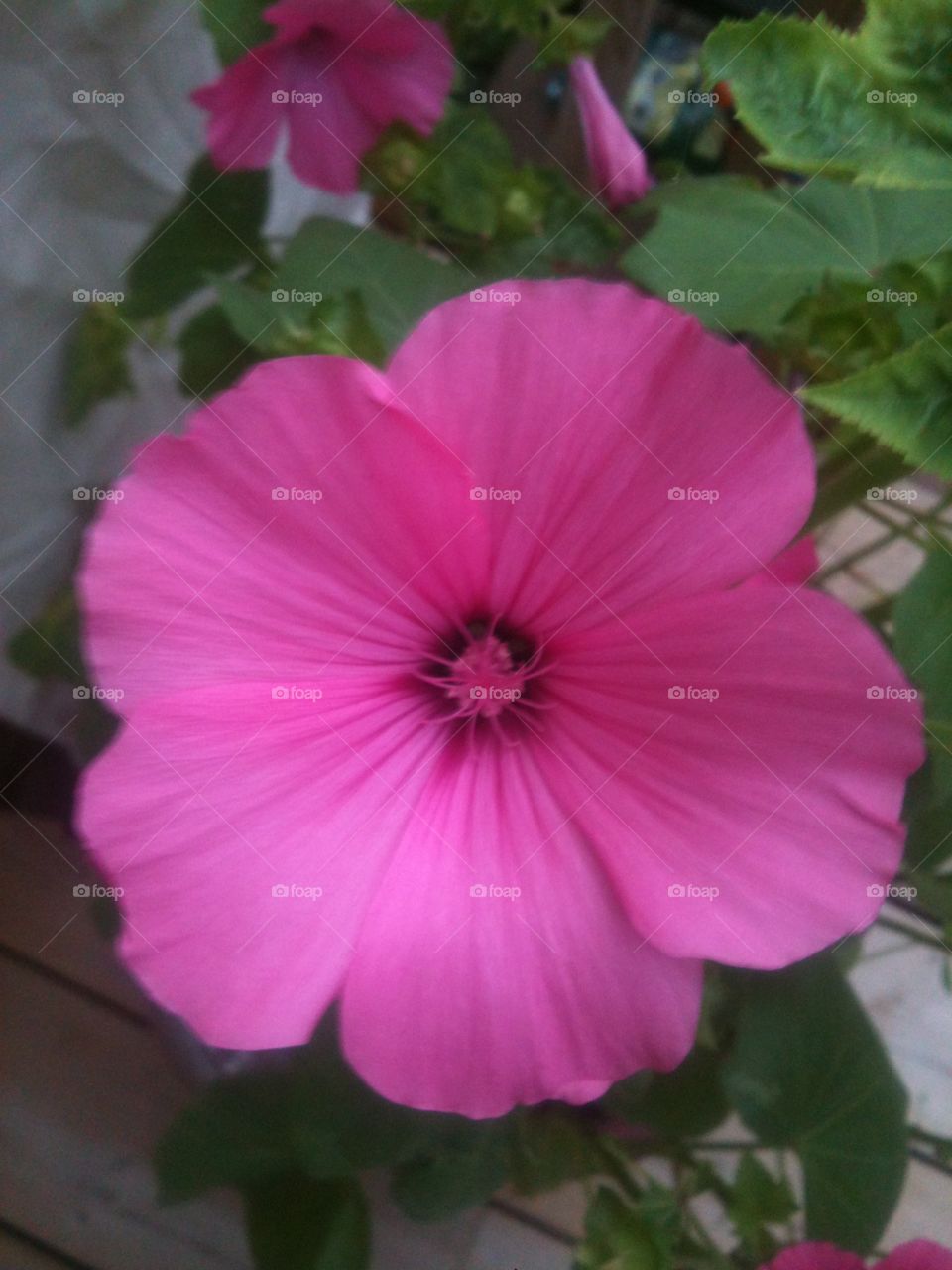 Beautiful Lavatera