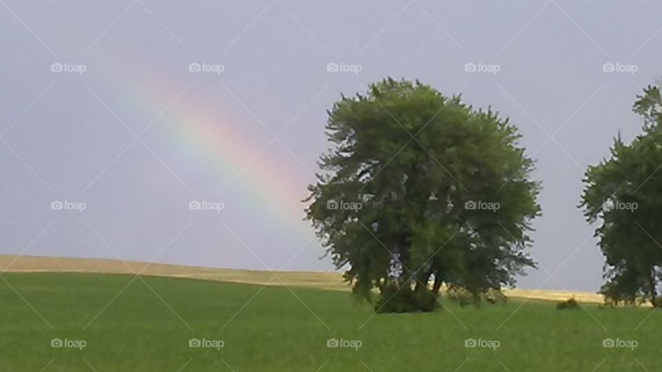 Landscape, Tree, No Person, Grass, Outdoors