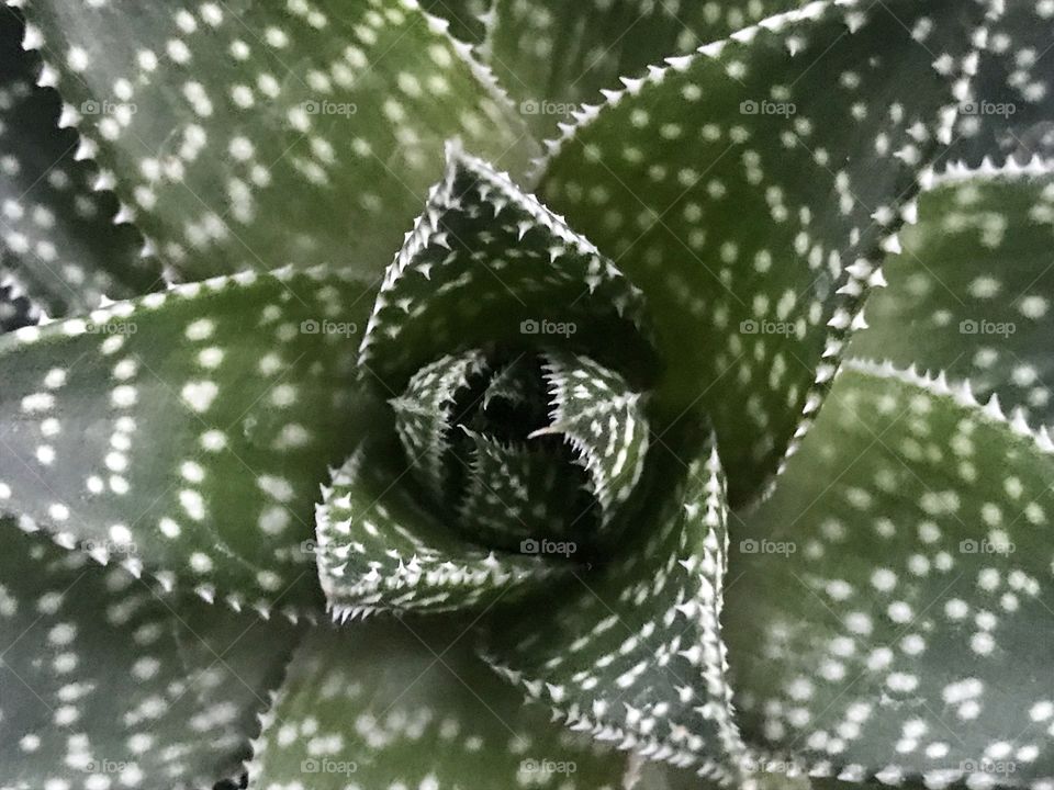 Cactus