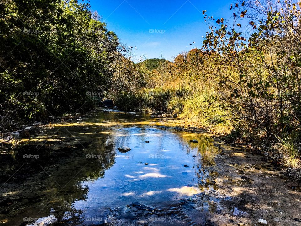 View of a river in forest