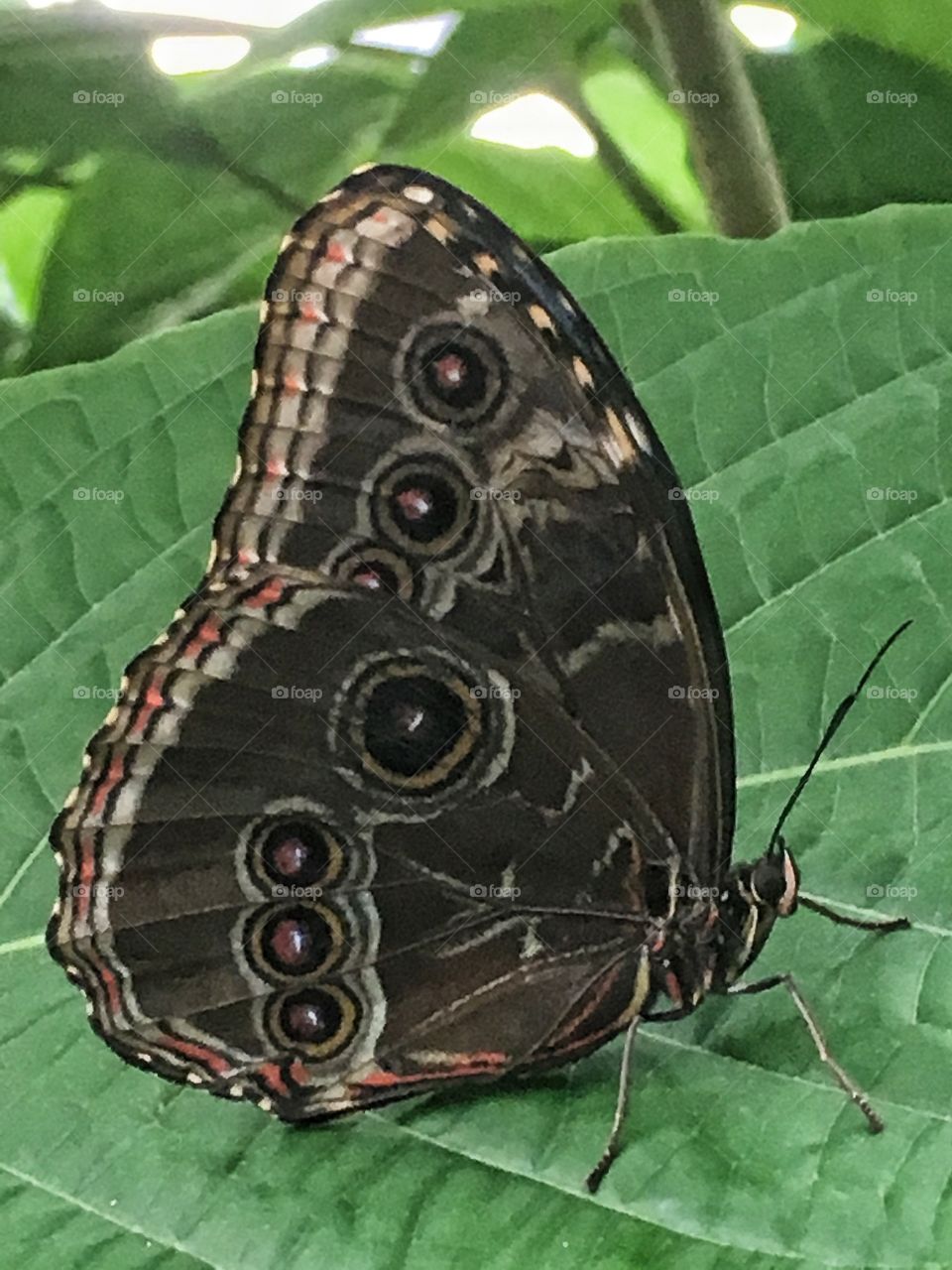 Pretty butterfly 