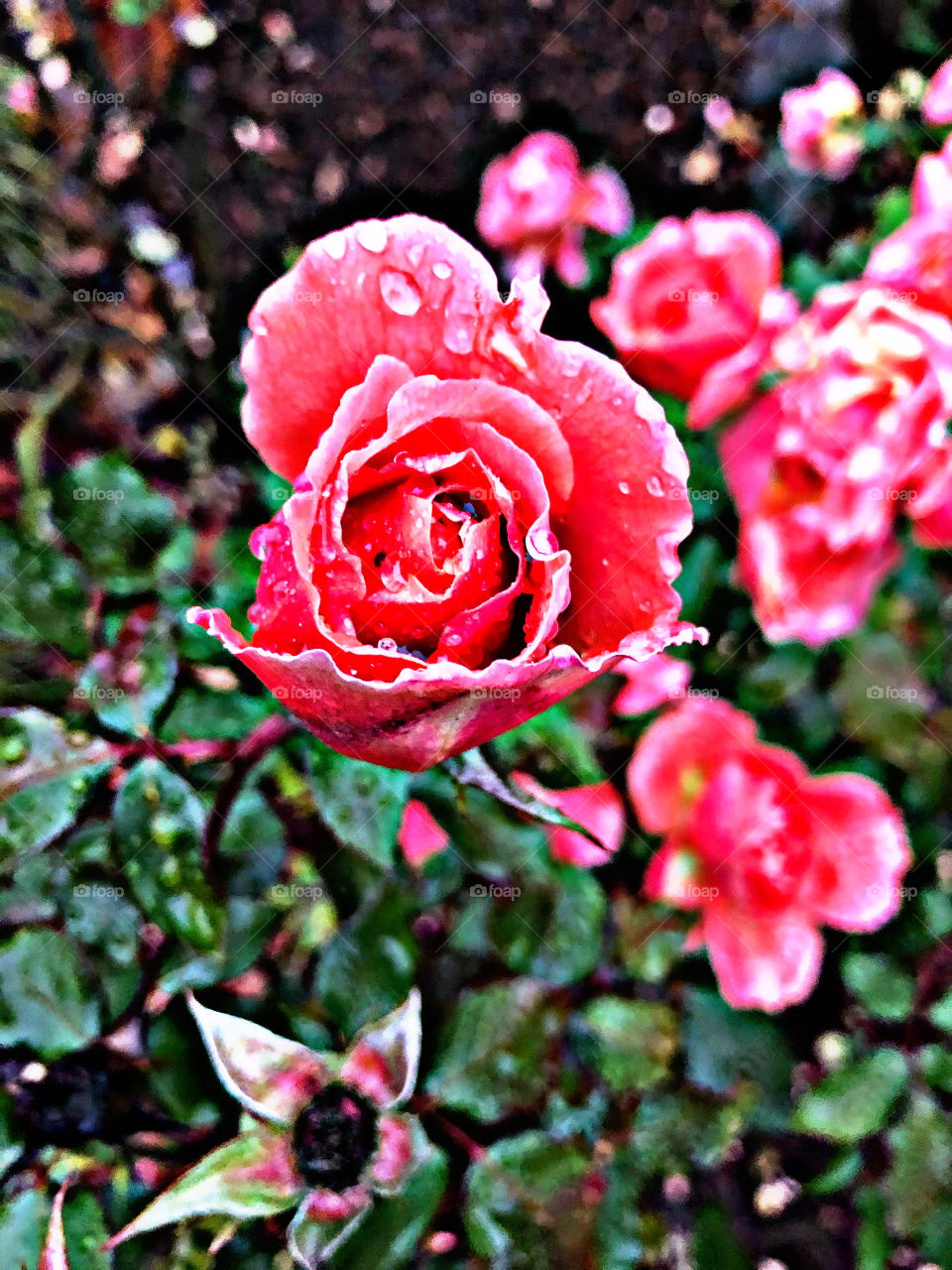 Pink rose 8