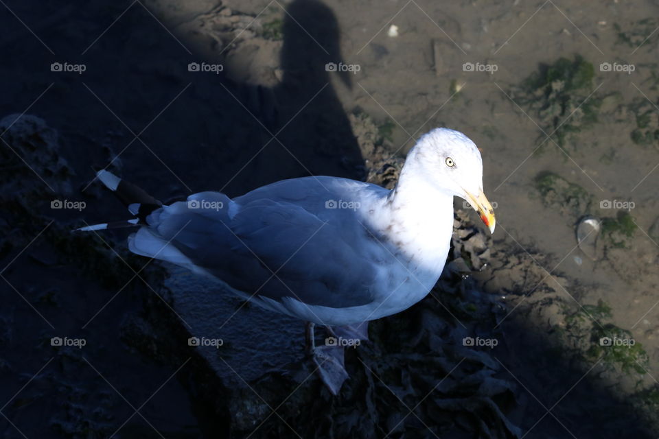 seagull