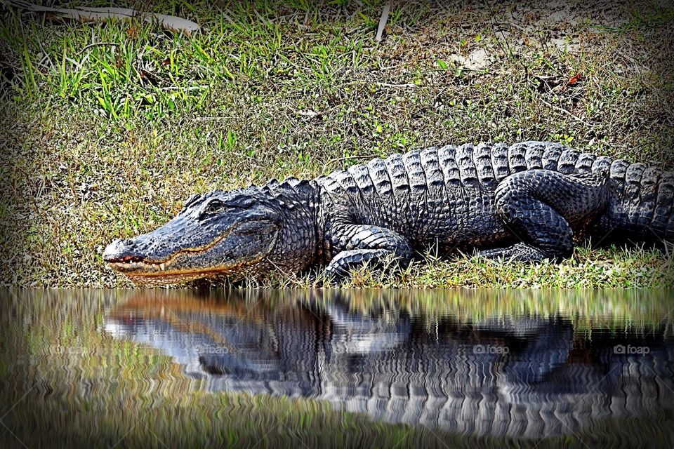 Alligator basking in the sunshine.