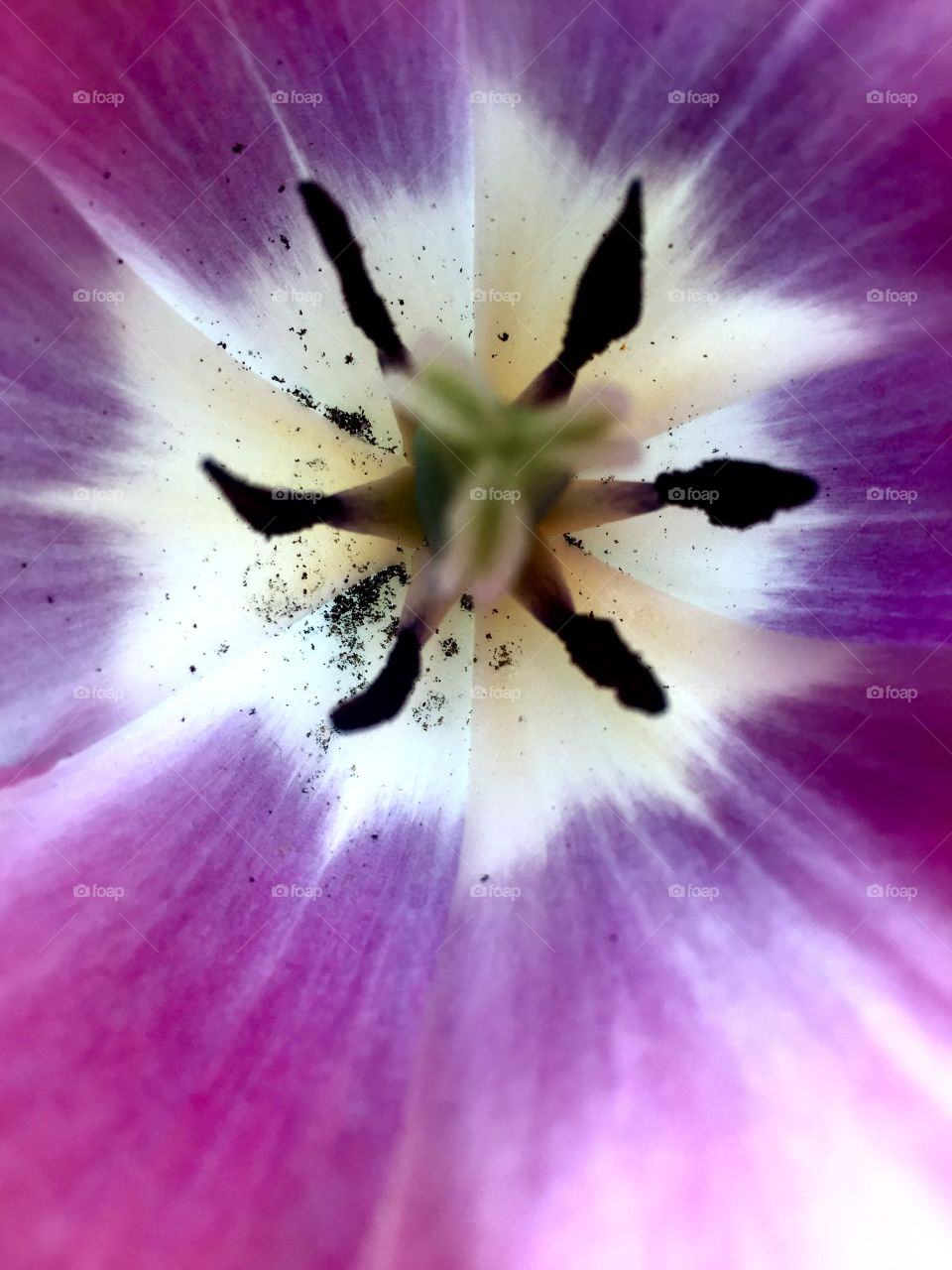 Bright Purple Tulip
