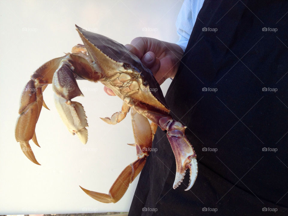 Man holding Dungeness crab