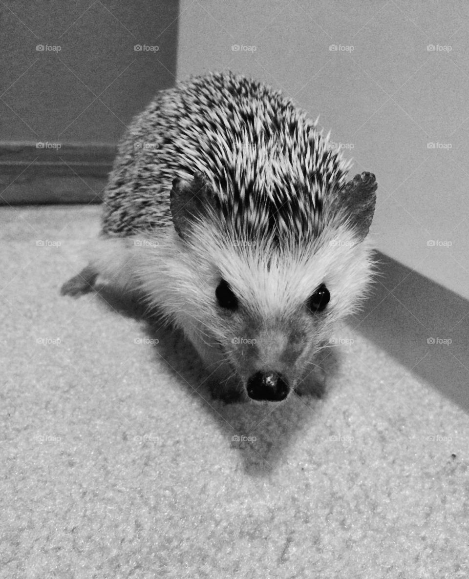 Hedgehog exploring 🦔