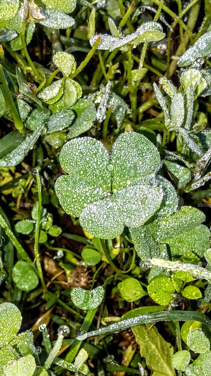 Nature's Frozen  dew