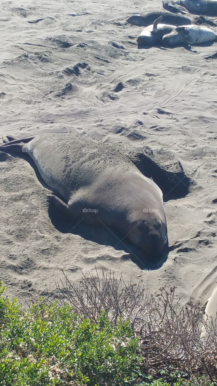 Elephant Seal. Elephant Seal Beach 