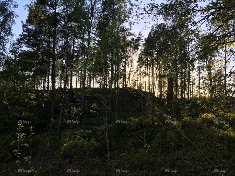 Sunset trees in a forest