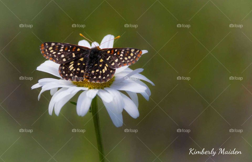 Butterfly on a daisy flower in the forest.