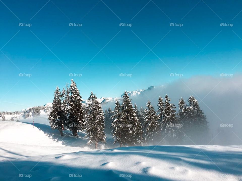 Winter landscape. Blue background 