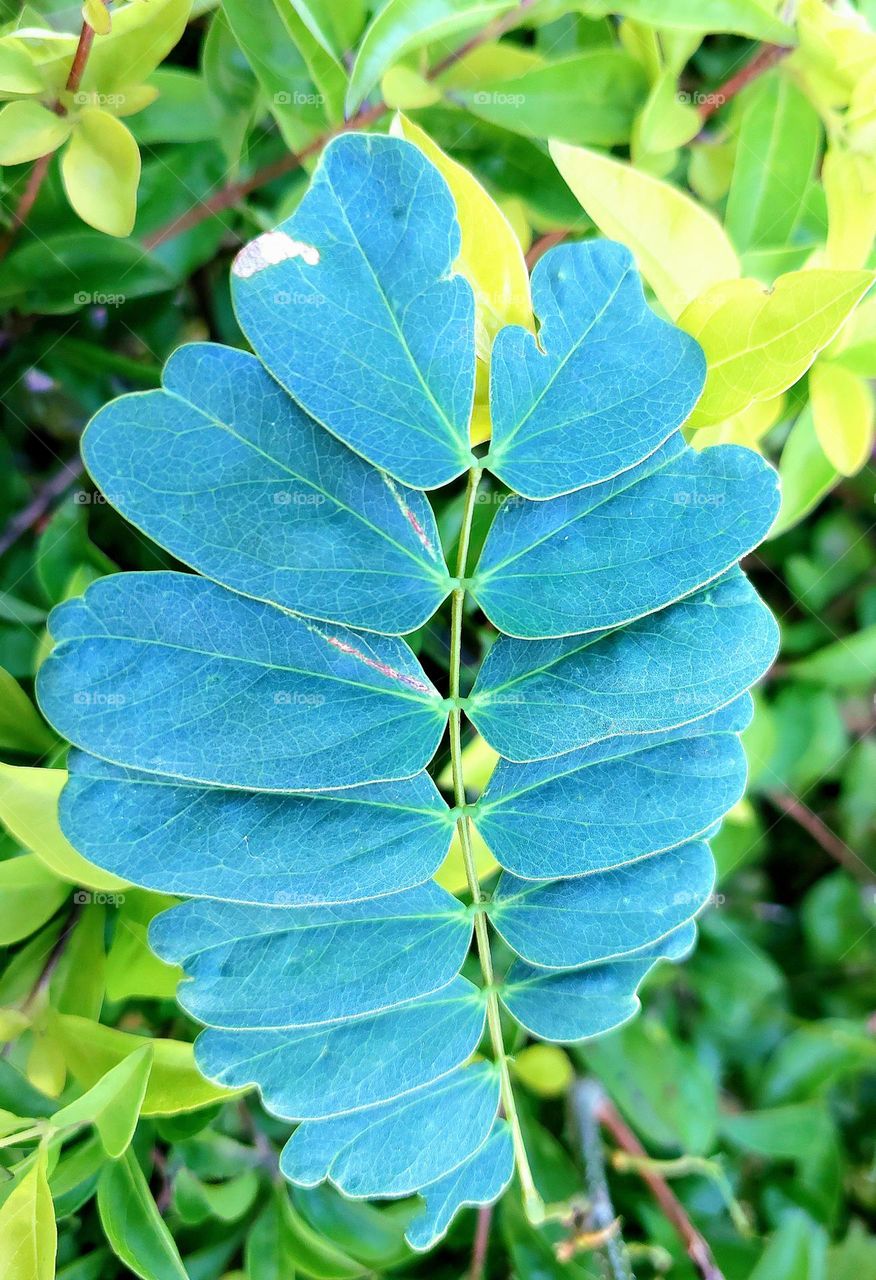 Alata scie
ntific name Cassia alata (l )Roxb. Synonym Senna alata family name Fabaceae (Leguminosae-Caesalpinioideae) Thai medicine textbook uses the leaves as a purgative (use 12 fresh or dried leave