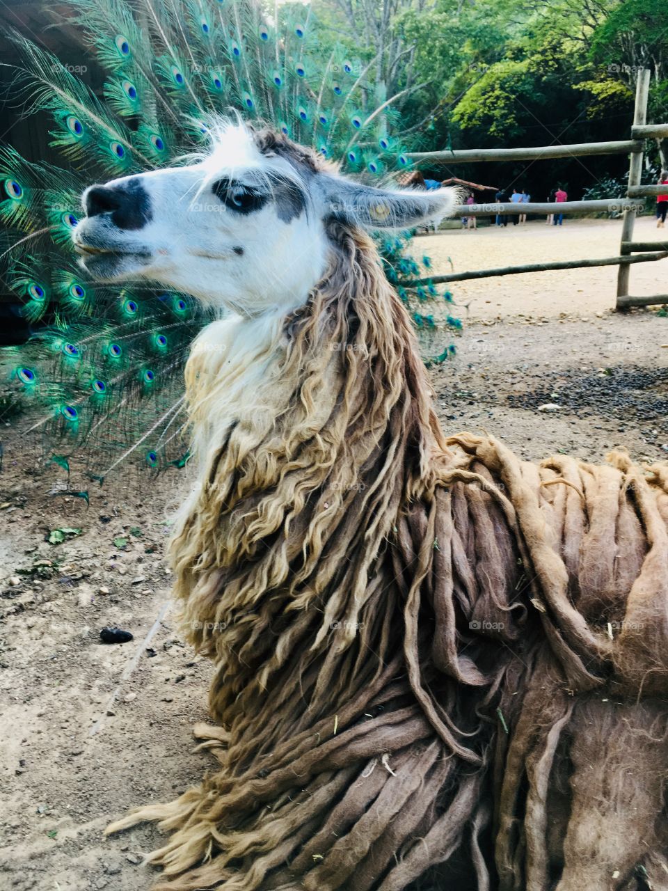 A llama posing to be photographed.  Did you notice that she stood in front of a peacock's tail? /Uma lhama fazendo pose para ser fotografada. Perceberam que ela ficou na frente do rabo de um pavão?