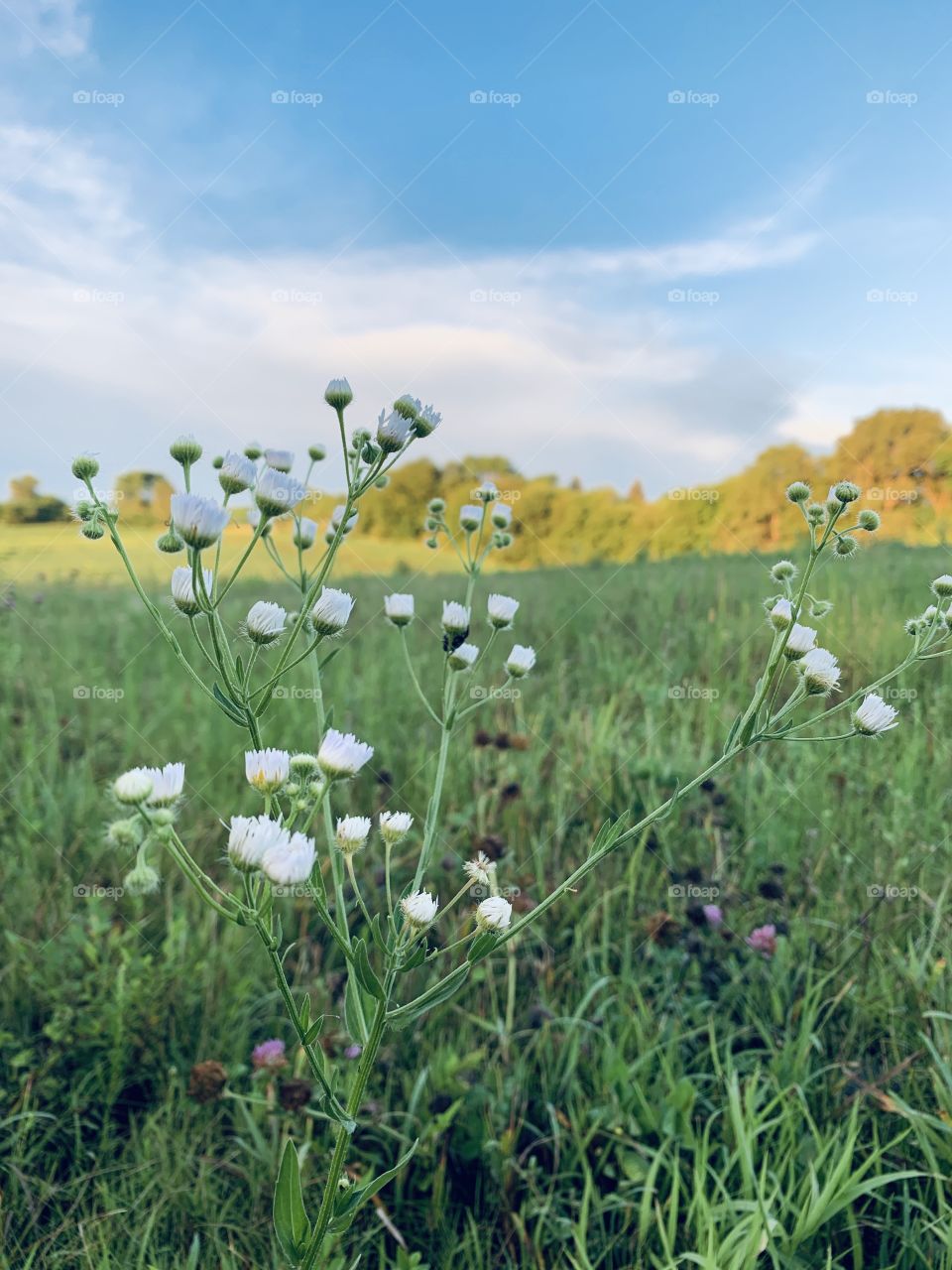 Wildflowers / Prairie Fleabane in a meadow on a beautiful summer day against a blurred rural background 