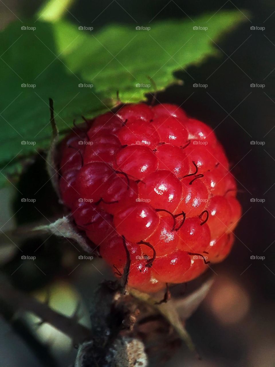 Macro photo of raspberries growing in the garden