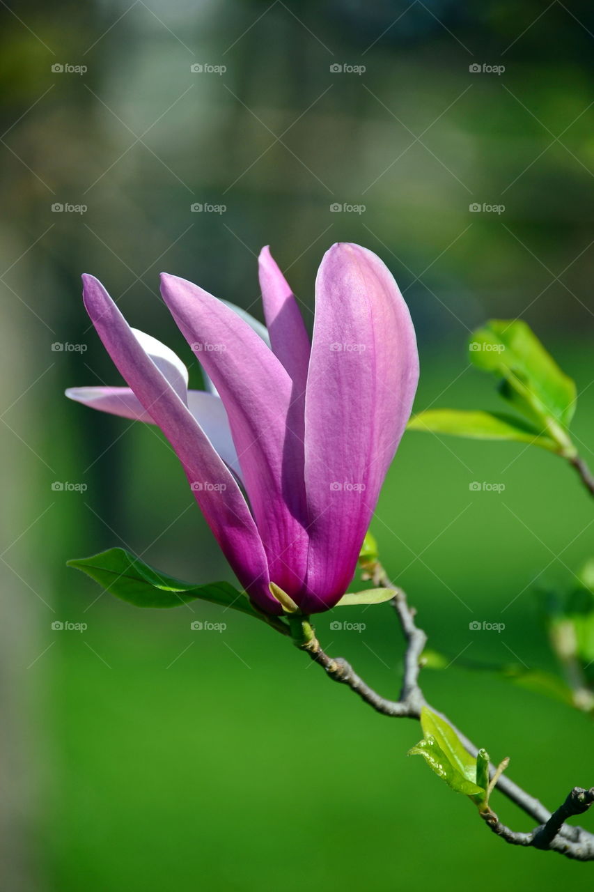 pink flower