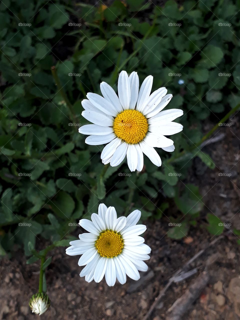 Beautiful pair of Daisy flowers