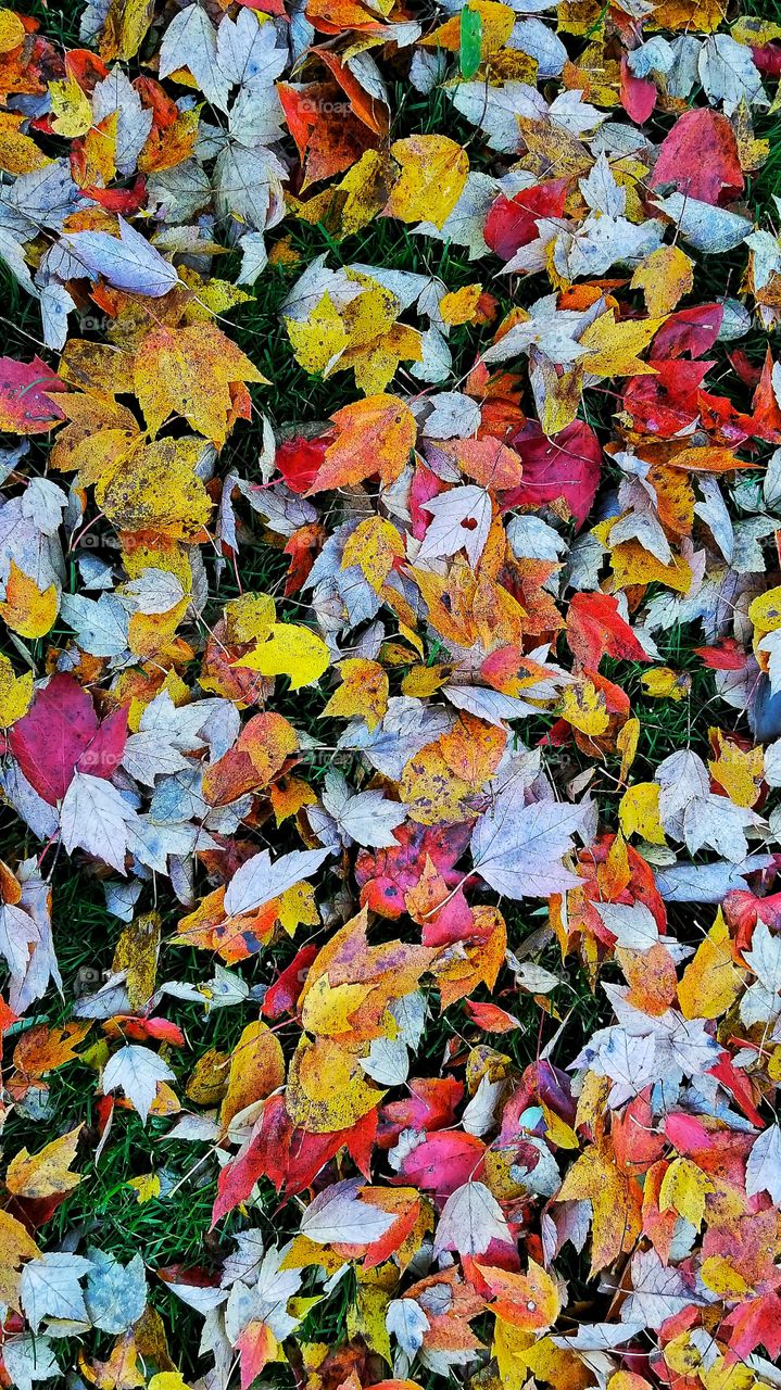 a carpet of fall