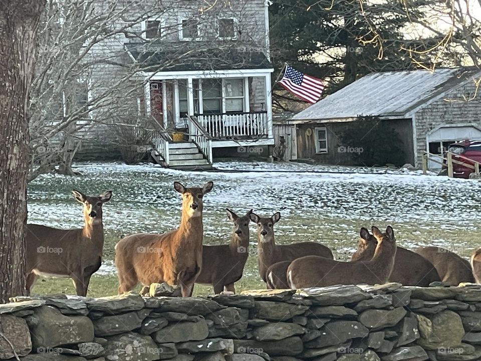 The deer family