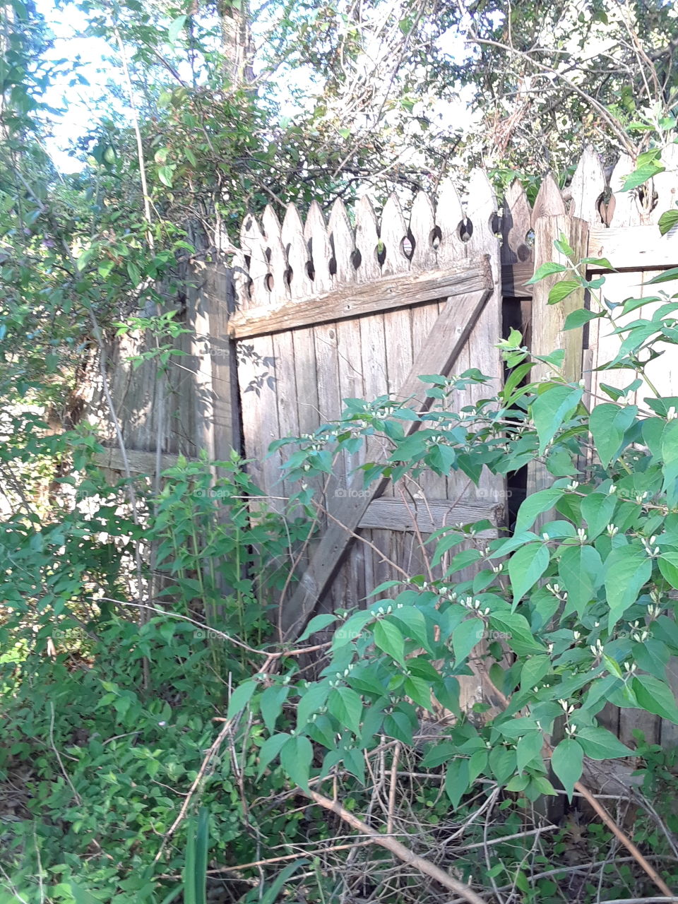 Old wooden fence with green weds and overgrowth