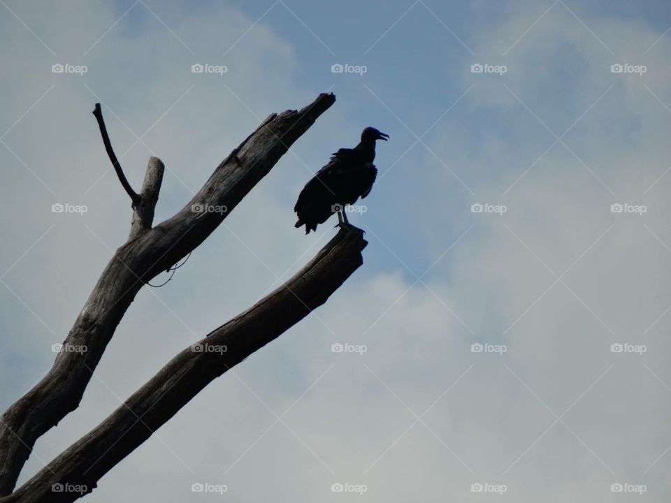 Silhouette of Vulture on tree