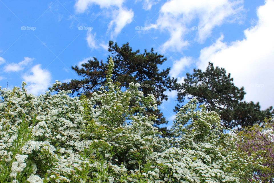 Close up of lush blooming spring plants Chionanthus with white flowers.  Springtime