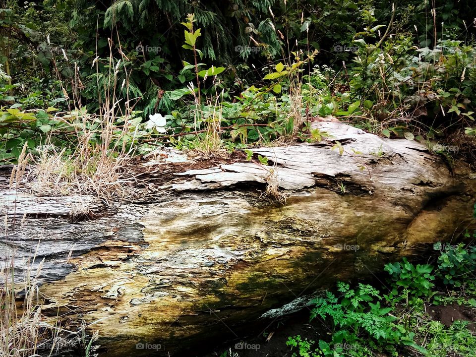 Log at wooded trail at San Francisco Park