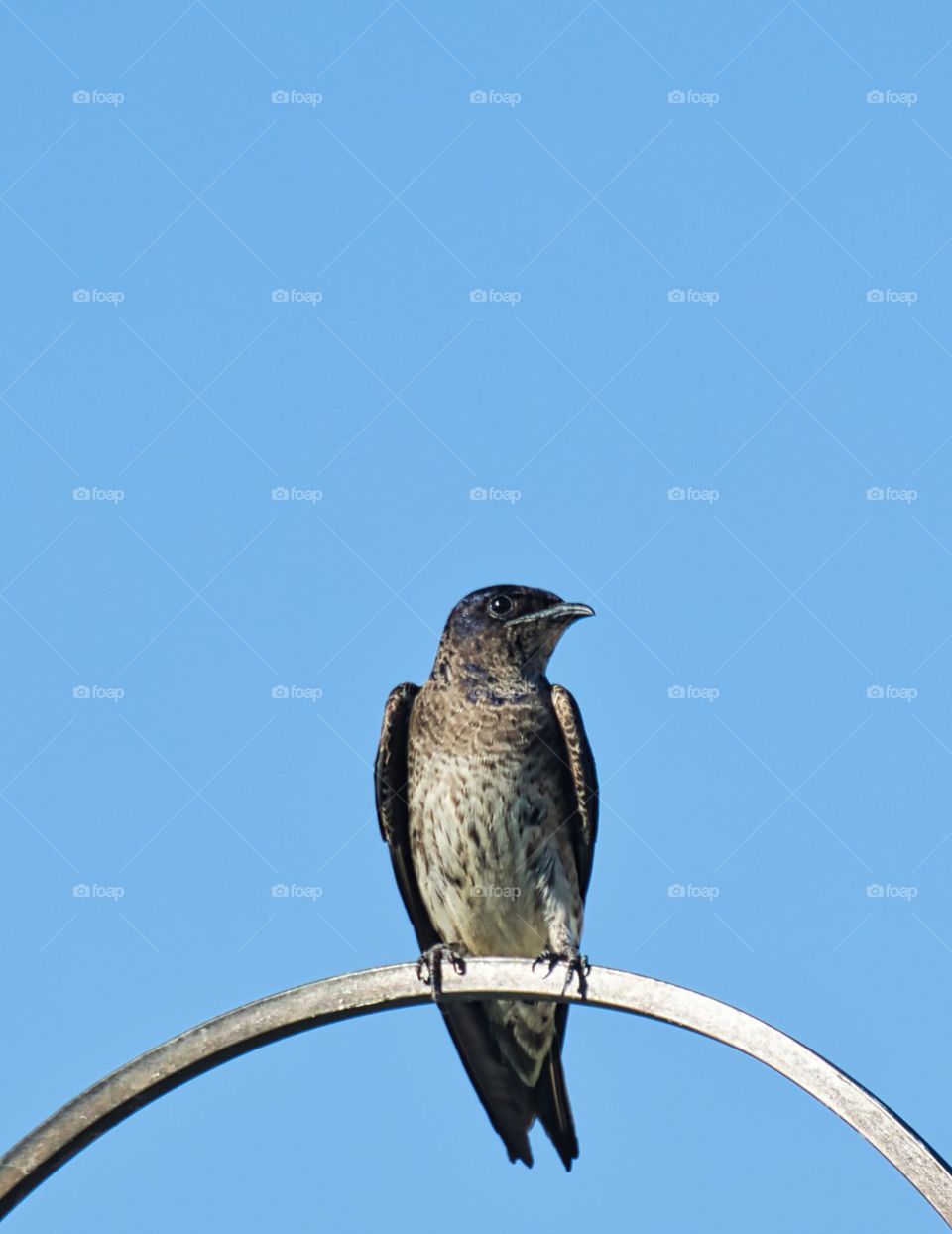 Purple Martin