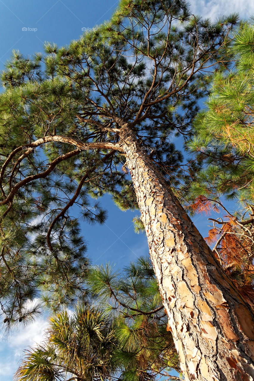 Looking Up From Under Slash Pine Trees