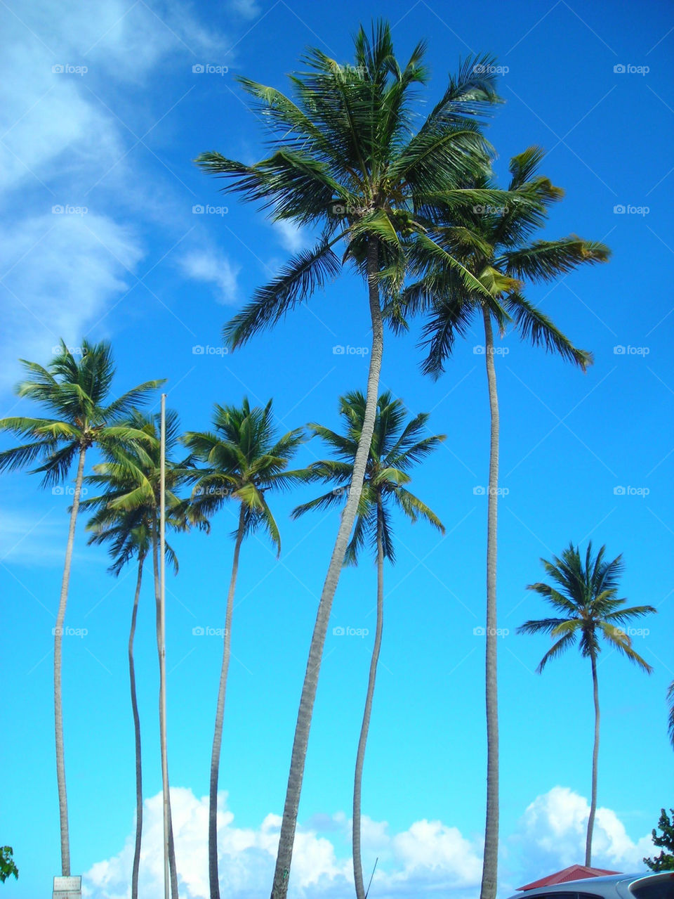 trees coconut la in by swisstraveler