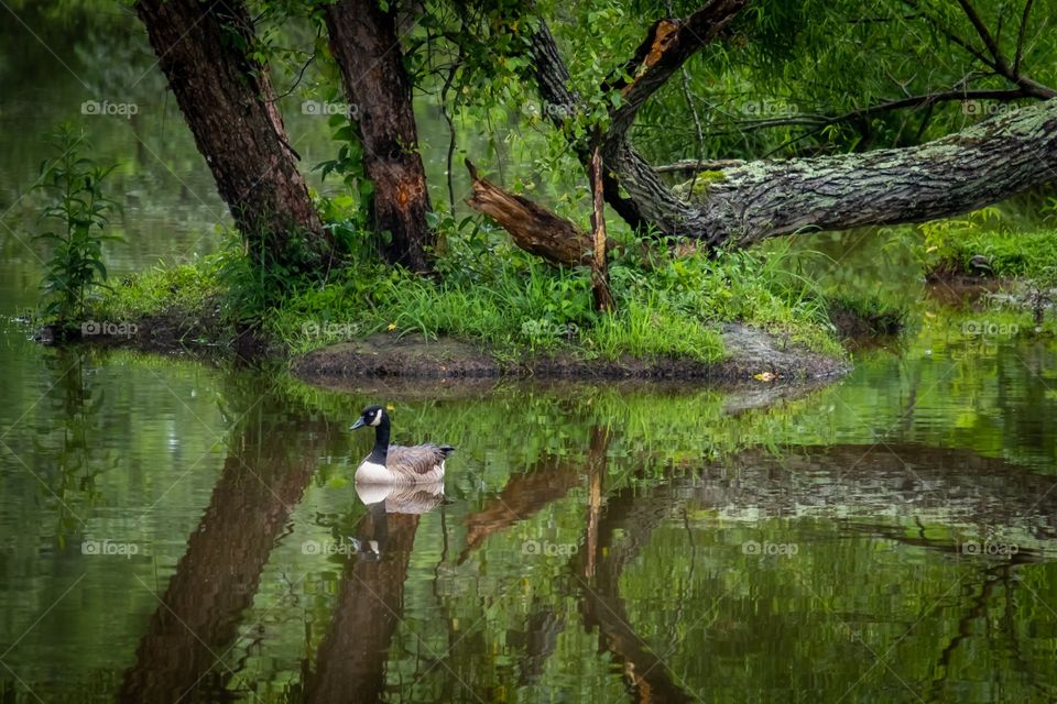 Goose on a pond in the woods. 