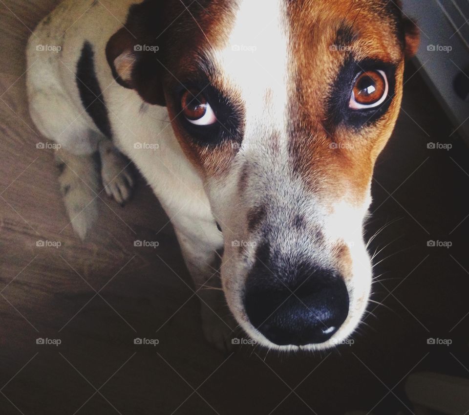 Funny doggie selfie 